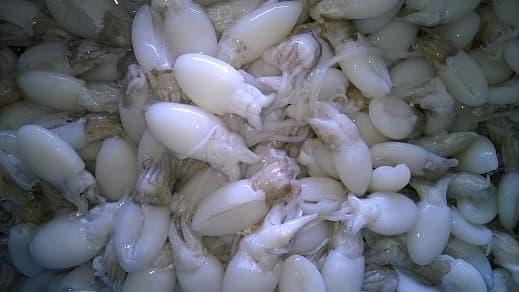 Frozen baby cuttlefish whole claened